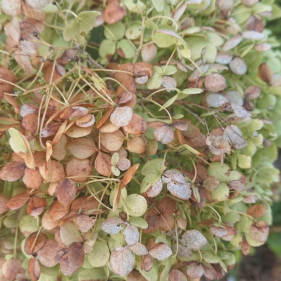 IMG_20201022_073655_688